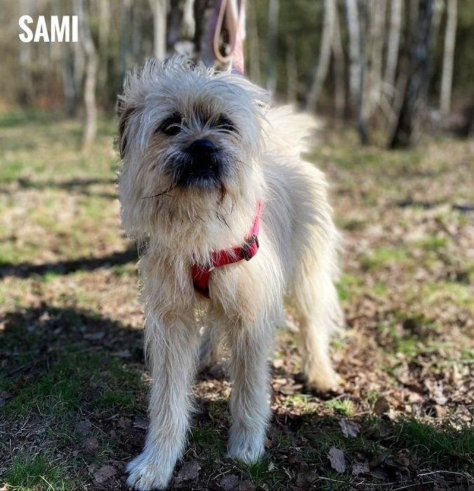 1 rok, 10kg Sami, adopcja koniec kwietnia