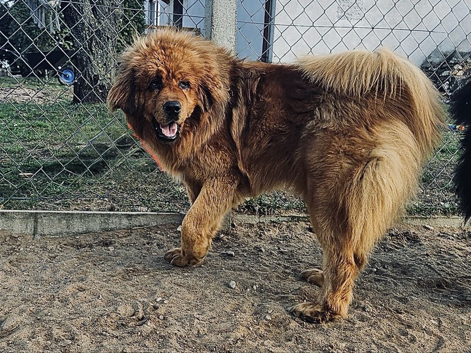 Mastif tybetański FCI