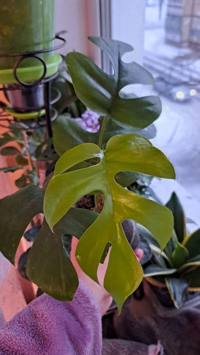 Монстера Little Sister