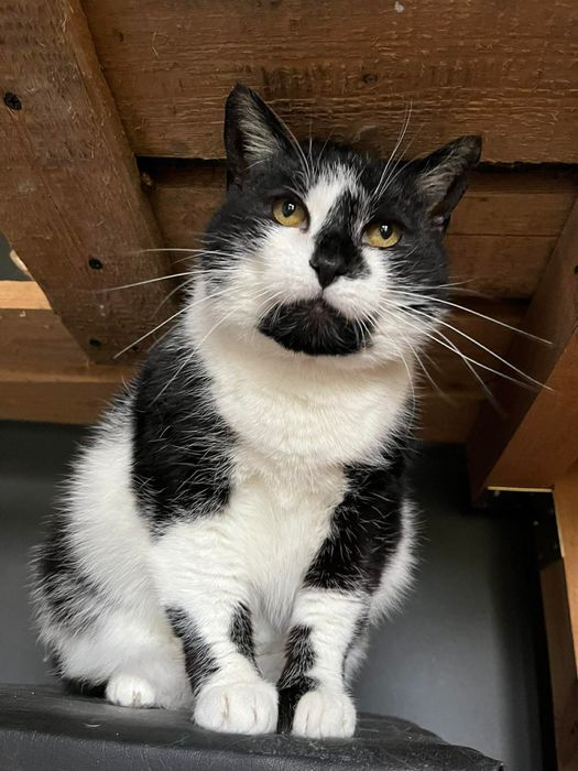 Kotka do adopcji