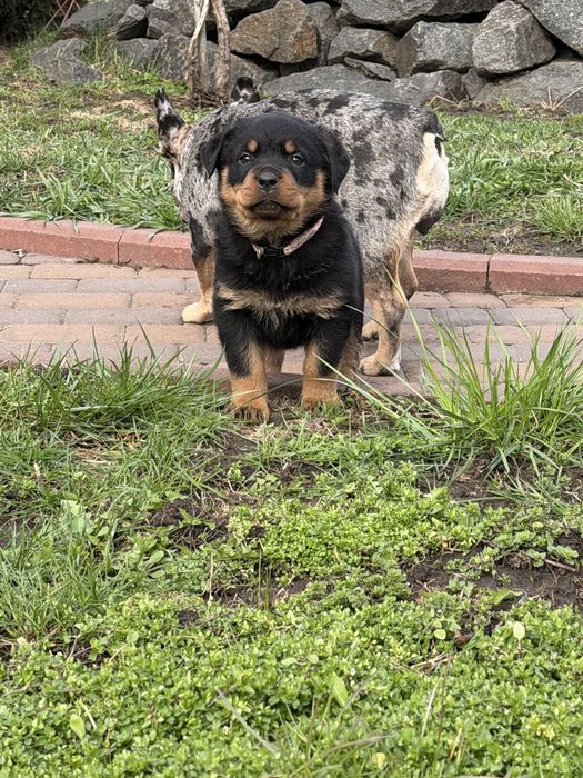 Девочка 1,5 мес