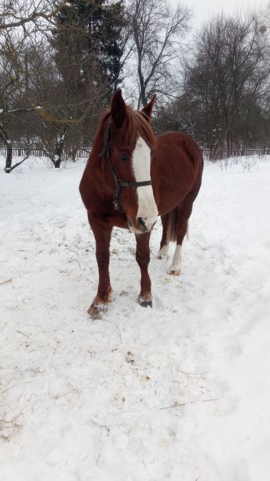 Змінить власника кобила!!!