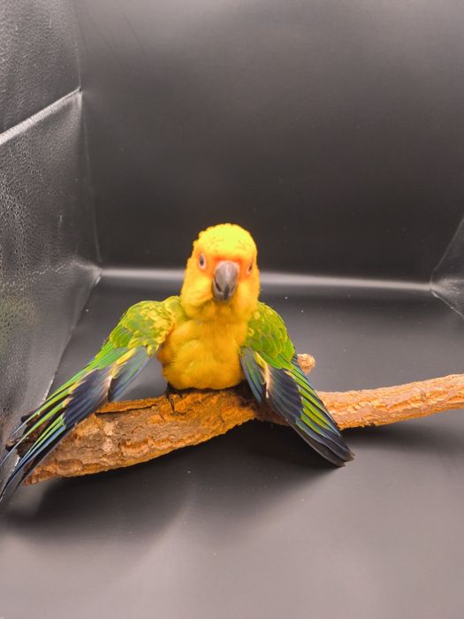 Aritinga do sol criada á mão