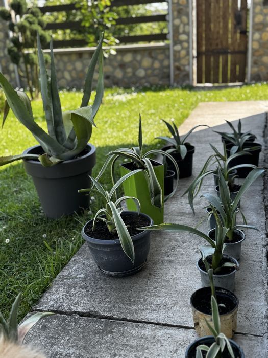 Блакитна агава вулична