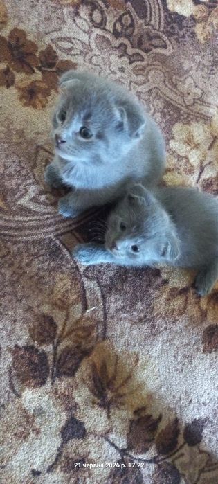 Кошенята  маленькі