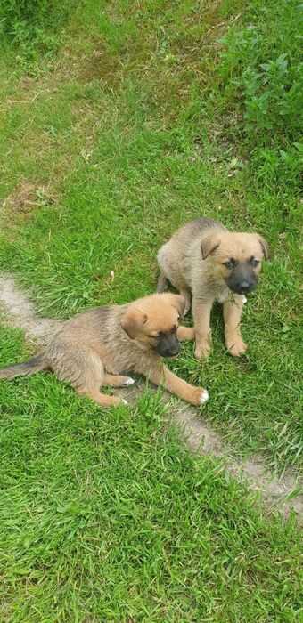 Отдам щенков,даром!!!