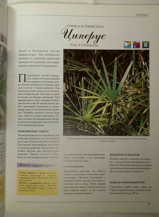 Сад в Вашем доме. Вечнозеленые комнатные растения