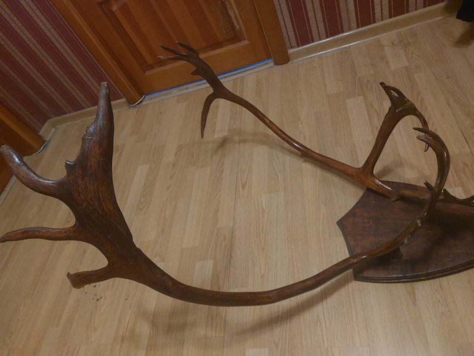 Продам роги оленя