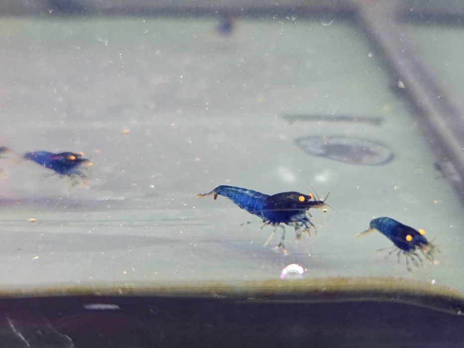 Krewetka caridina Blue devil orange eye