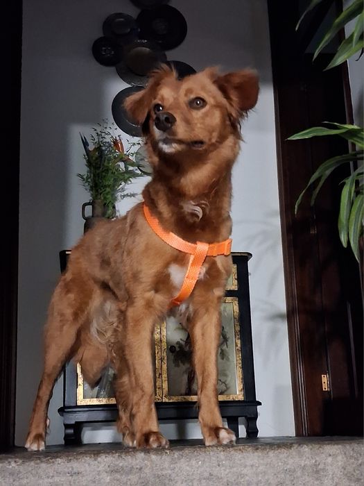 Cadela para adoção responsável