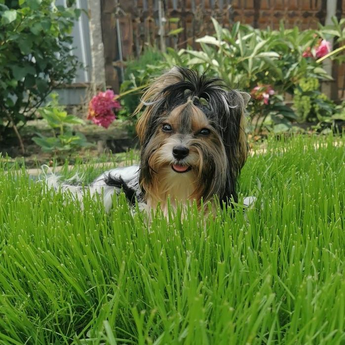 Бивер Йорк для вязок