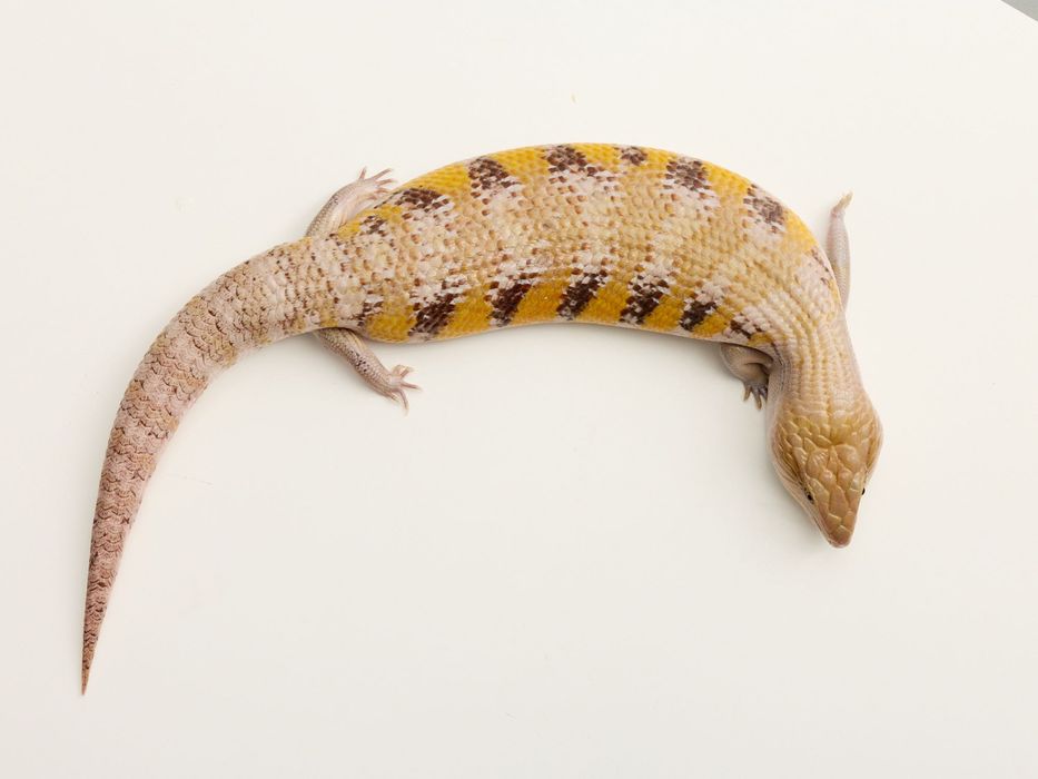 Tiliqua intermedia - Tilikwa scynkowa - Scynk olbrzymi