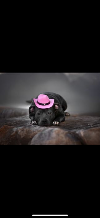 Блакитні  цуценята  амстафф .