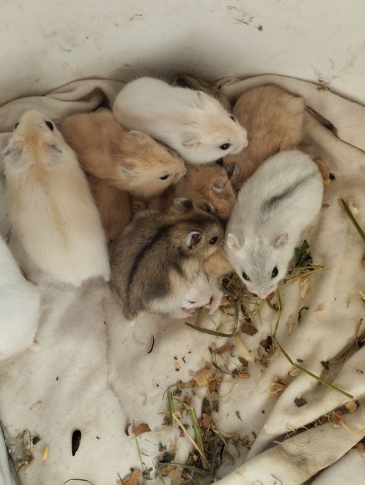 Джунгарські хомячки