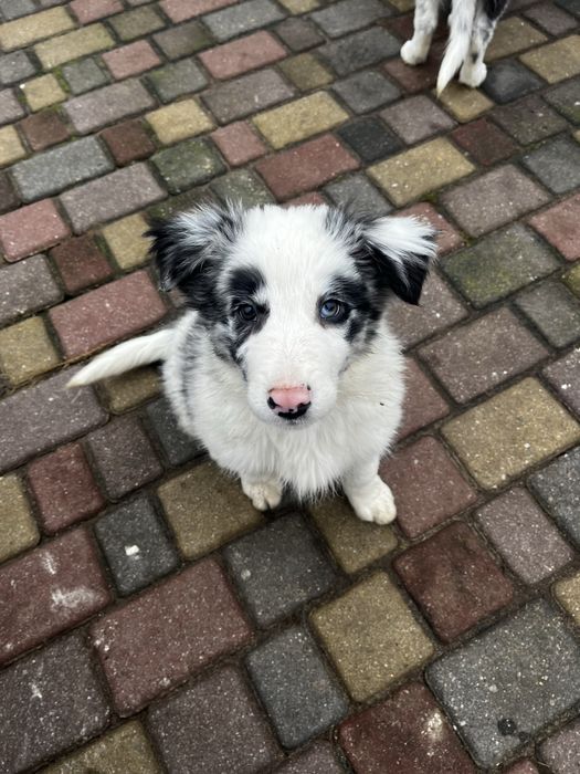 Border Collie szczeniak