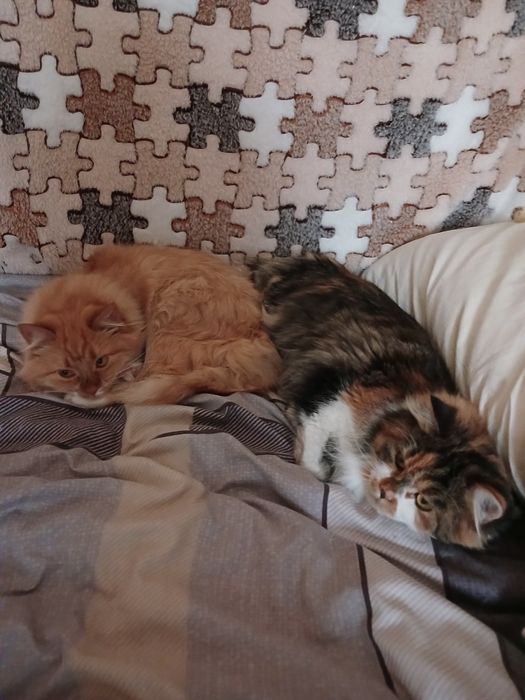 Віддам 2 кішок в добрі руки