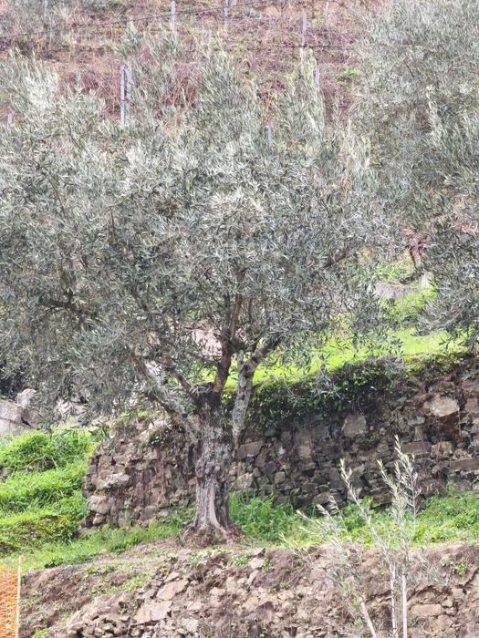 Vendo Oliveiras para jardim com várias hastes pra bonsai