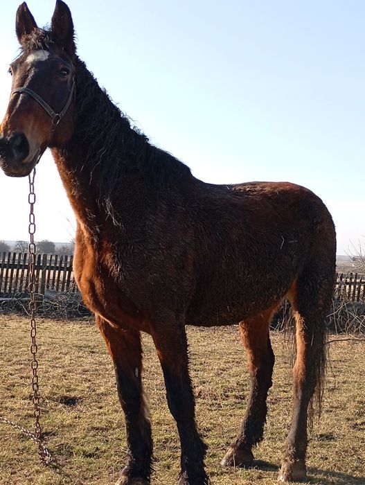 Змінить місце проживання кобила