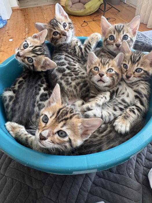 Бенгальські кошеннята.