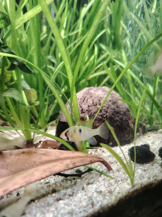Ramirezis german blue