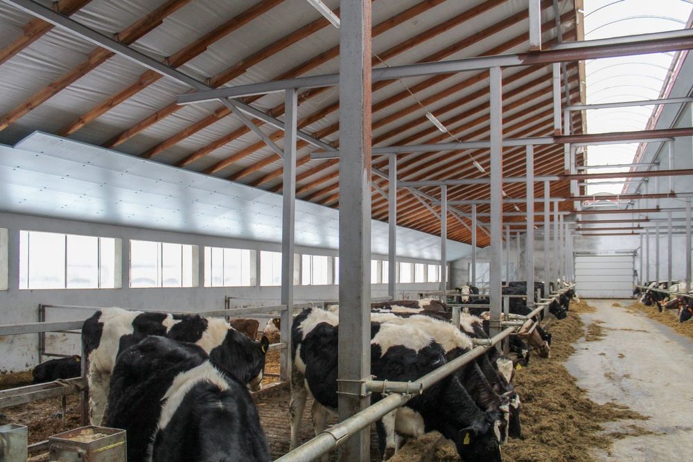 Płyty Styrodurowe XPS AGRO Podsufitka Thermo Ocieplenie Izolacja Dachu