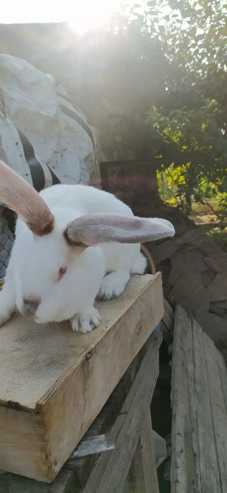Продаю кроликів велетнів