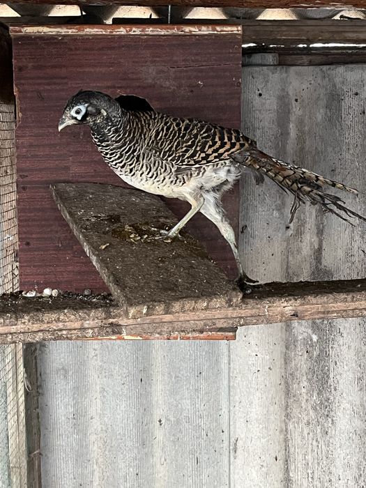 Продам Алмазних фазанів