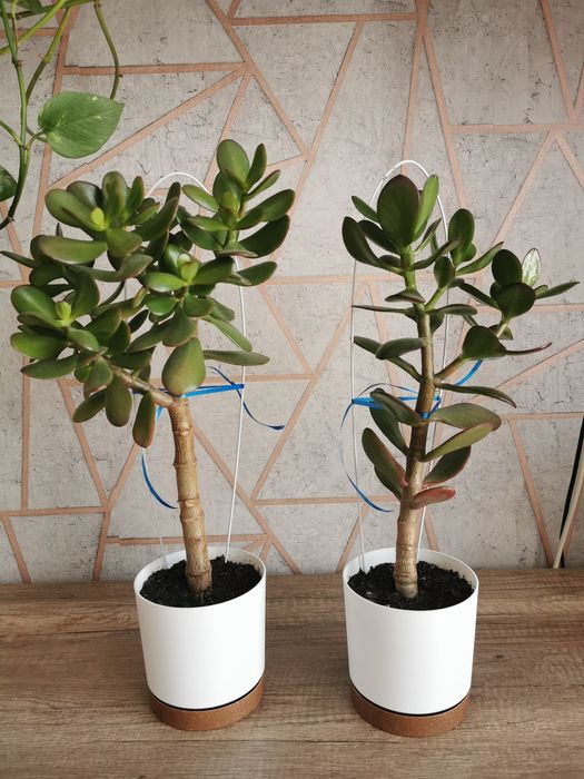 Grubosz (drzewko szczęścia) w doniczce 13 cm, wysokość 50 cm
