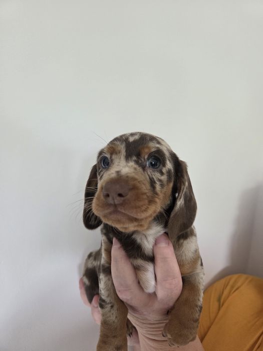 Piesek jamnik choco merle
