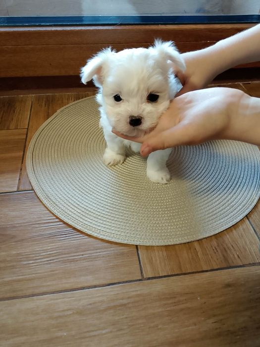 Szczeniak Maltańczyk