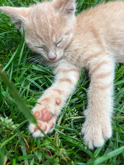 Маленькі кольорові дво місячні котики