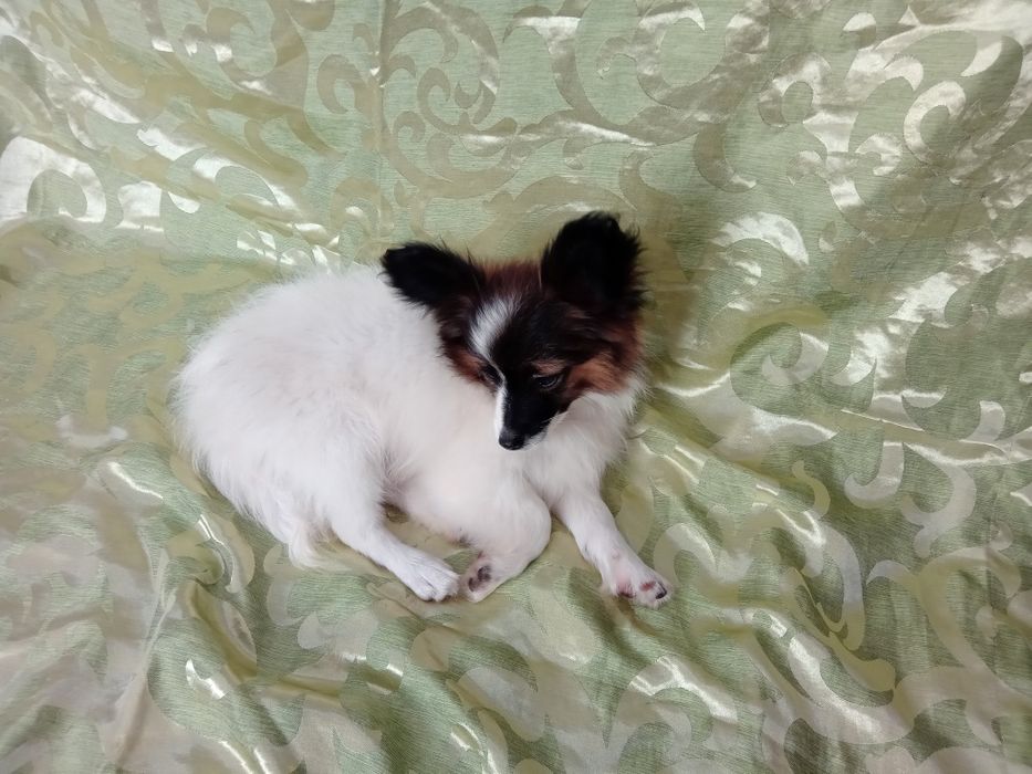 Детки папильонов.