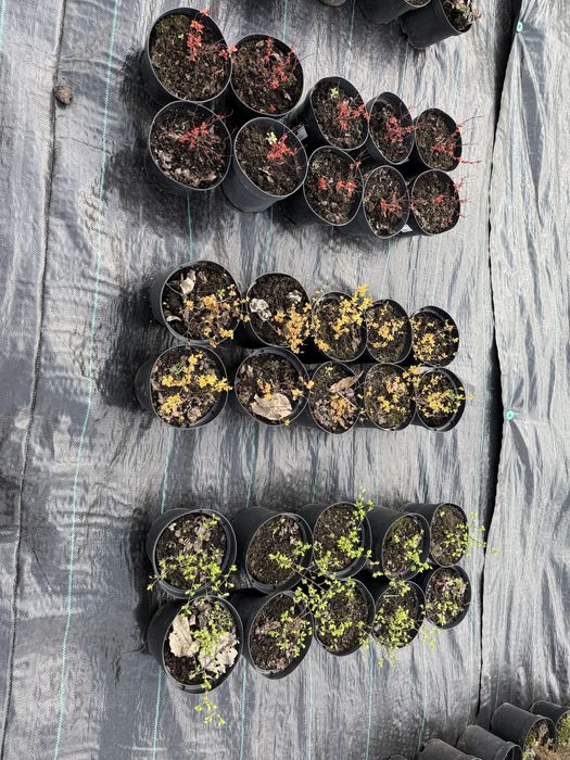 Туя, самшит, лаванда, ялівці, сакура та ін.