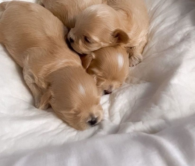 Крихітні дітки мальтіпу