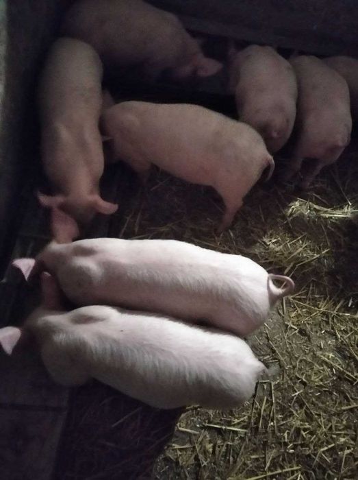 продам поросята.