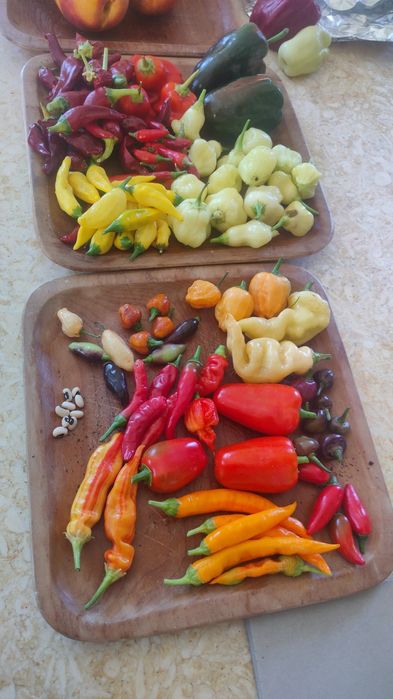 Sementes de chillies/ pimentas/ malaguetas