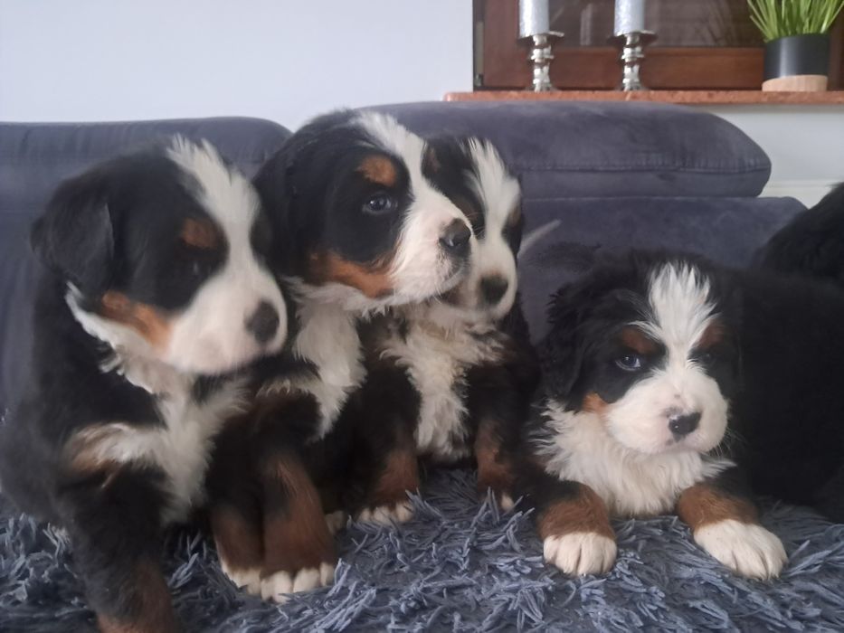 Bernenski pies pasterski