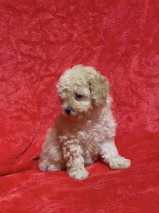 Настоящий той пудель  мальчик