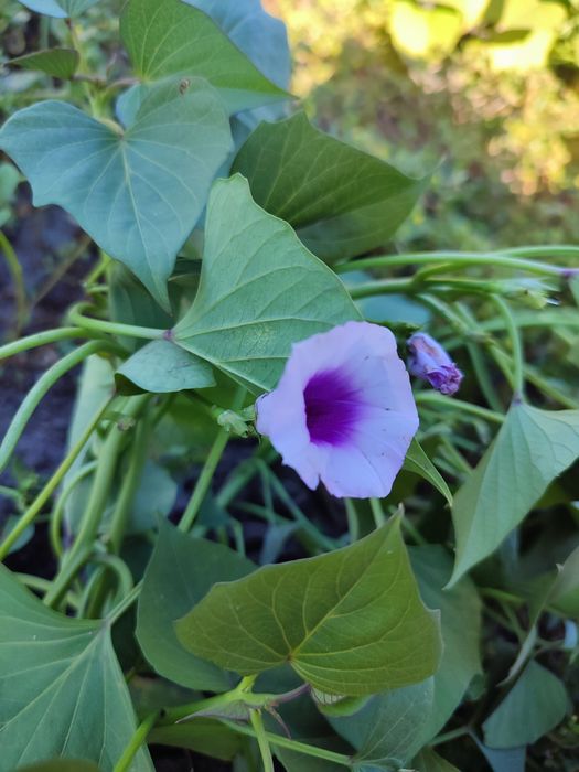 Маточні клубні батату, органічний батат на посадку