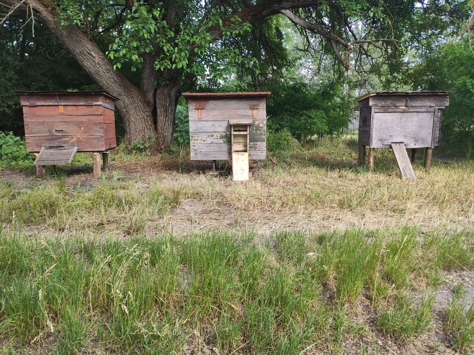 Вулики з бджолами