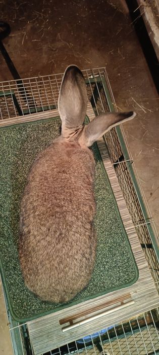 Króliki Olbrzym szary