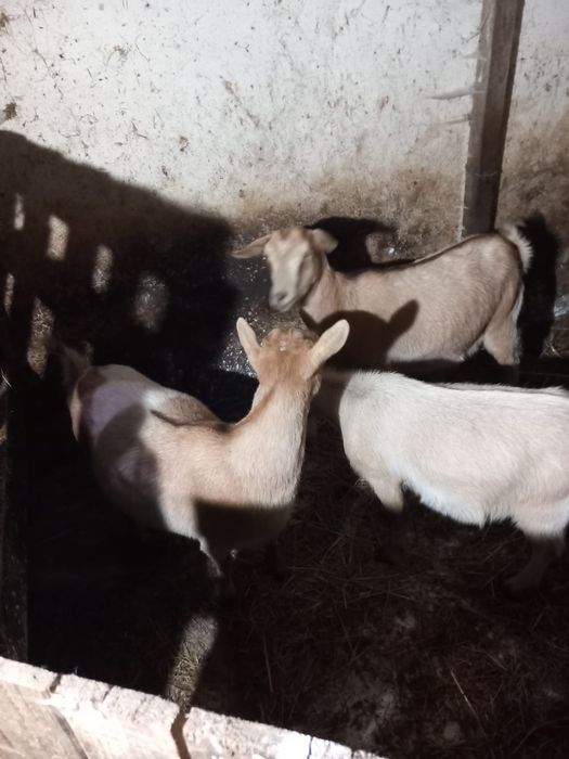 Vendo ou troco 2 cabras pranhas e 3 chibos