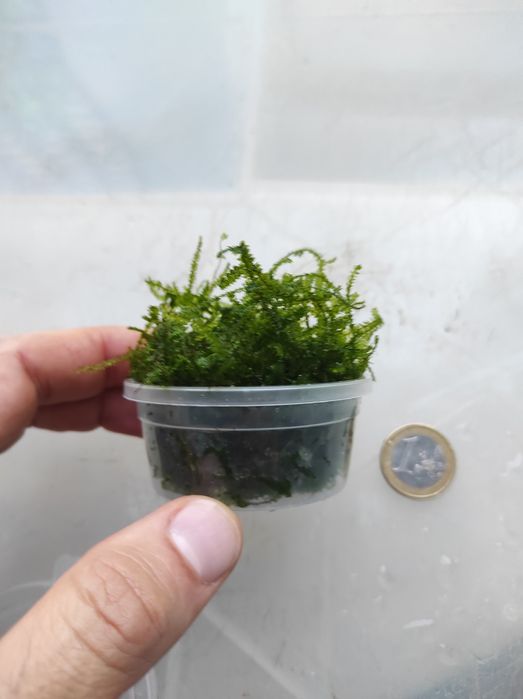 Plantas para aquário