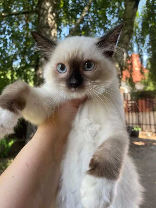 Koteczka i kocurek Ragdoll  cudne maluszki rodzice FPL