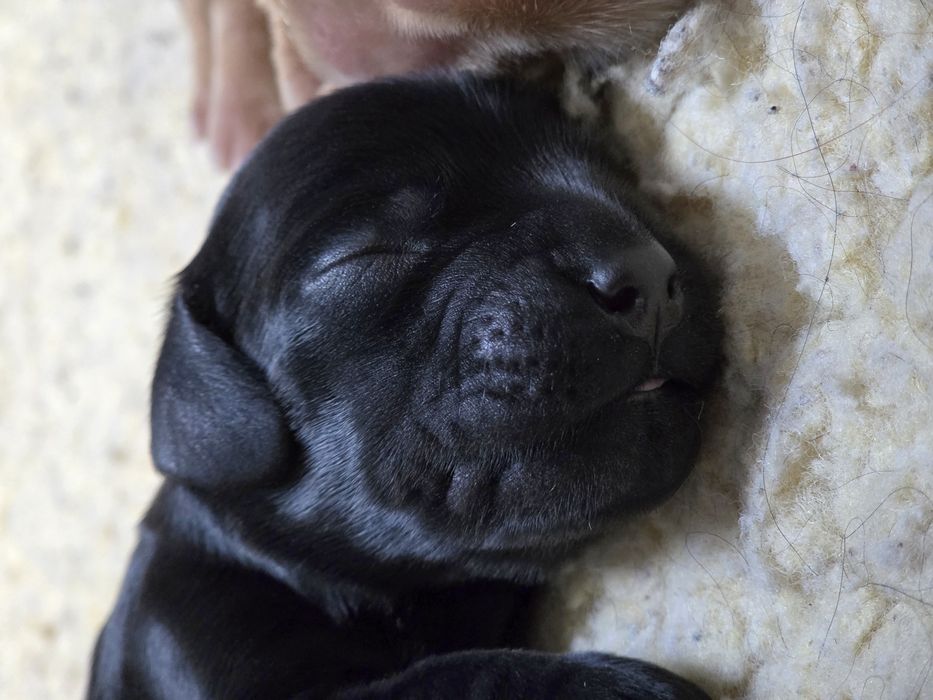 Cocker spaniel szczenięta