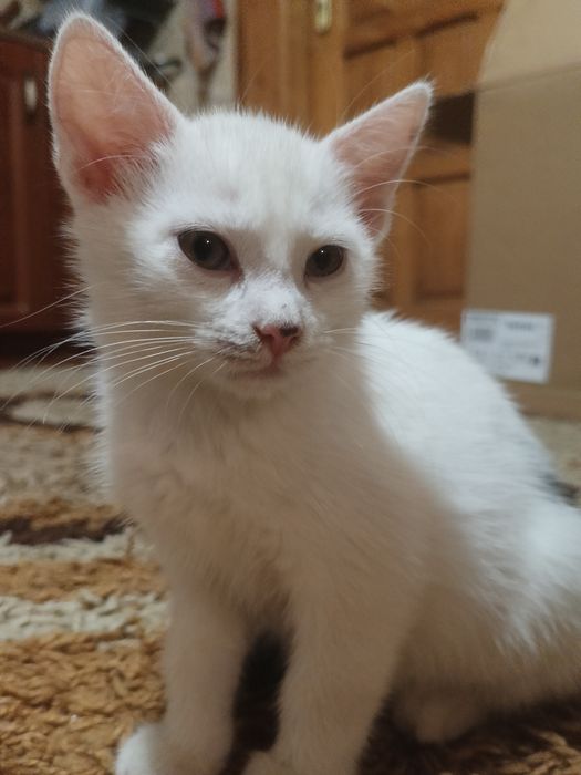 Kociak Romuś do ADOPCJI