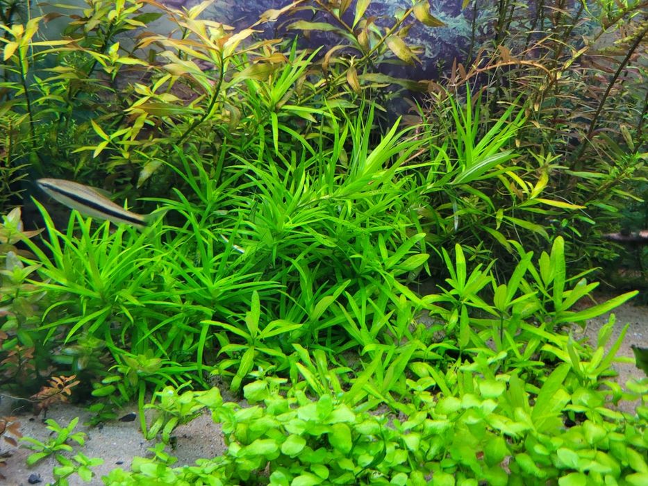 Roślina akwariowa HETERANTHERA zosterifolia