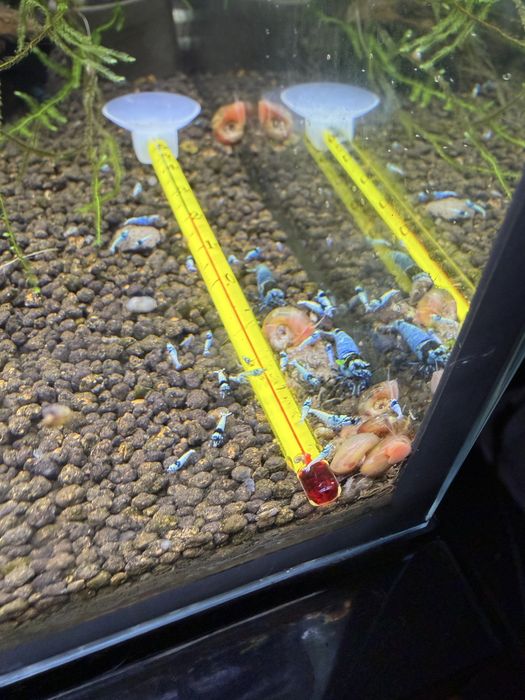 Caridina blue mosura e blue panda