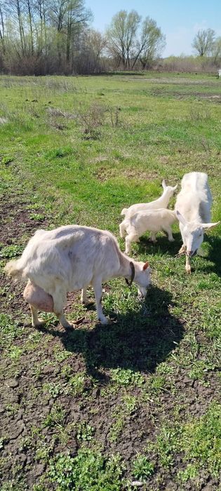 Дві кози і козенята (четверо)