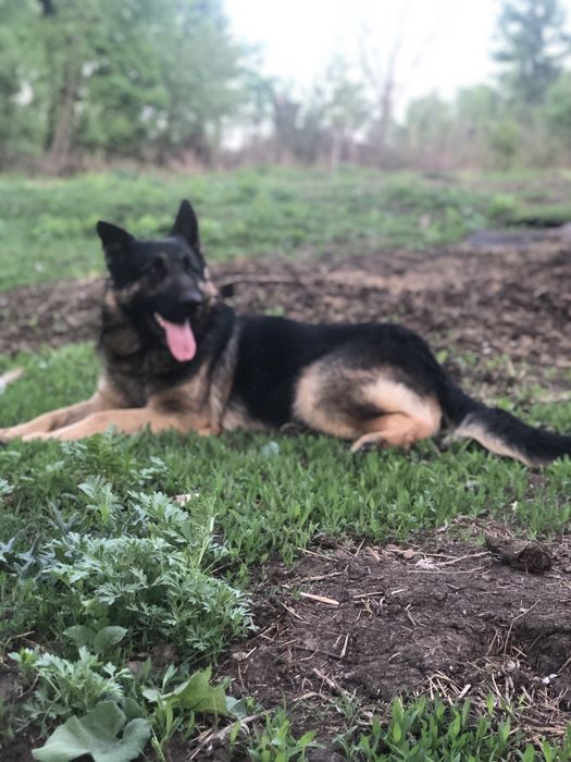 Вязка Овчарка кобель